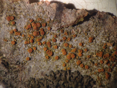 Athallia pyracea