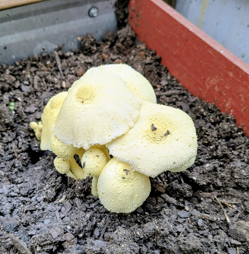 Leucocoprinus birnbaumii · April 2026 · photo: © mhconner (iNaturalist, cc-by)