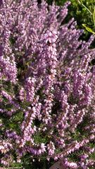 Ericeae