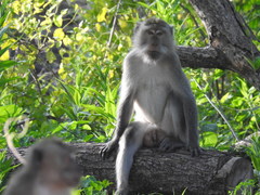 Macaca fascicularis