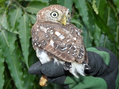 Glaucidium perlatum