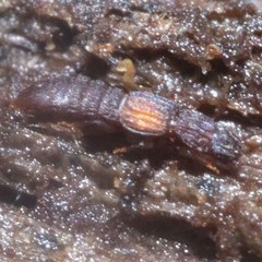 Thoracophorus costalis