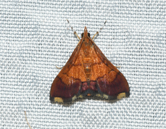 Pyrausta bicoloralis