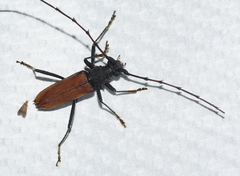 Jupoata rufipennis