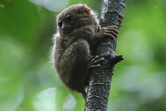 Tarsius spectrumgurskyae
