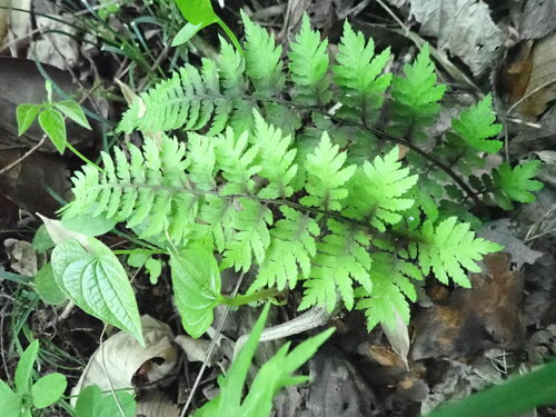 Anisocampium niponicum
