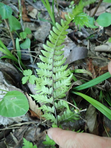 Anisocampium niponicum