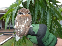 Glaucidium perlatum