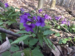 Cardamine glanduligera