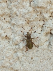 Pachyrhinus lethierryi