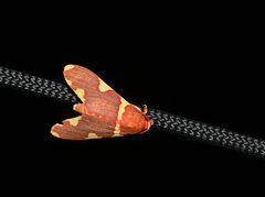 Trichromia cardinalis image