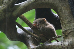 Tarsius spectrumgurskyae
