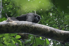 Macaca nigra