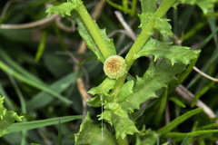 Centipeda cunninghamii