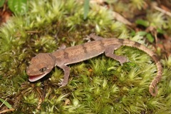 Cyrtodactylus elok