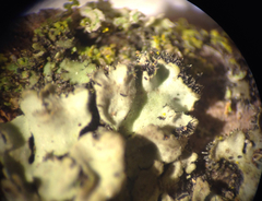 Phaeophyscia hirtella