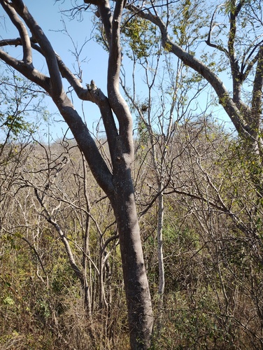 Bursera excelsa, photograph 5