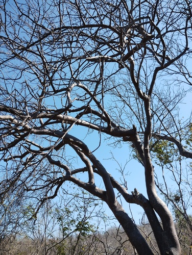 Bursera excelsa, photograph 4