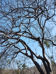 Bursera excelsa, photograph (c) Carlos Domínguez-Rodríguez, some rights reserved (CC BY)