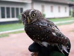 Glaucidium perlatum