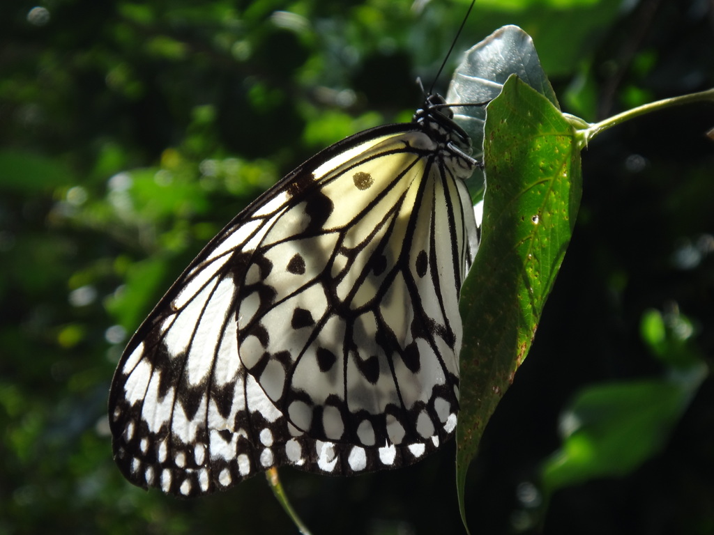 大白斑蝶（Idea leuconoe）