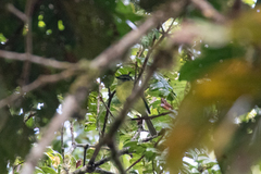 Pogonotriccus ophthalmicus