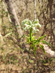 Cnidoscolus megacanthus