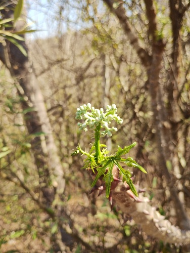 Cnidoscolus megacanthus, photograph 2