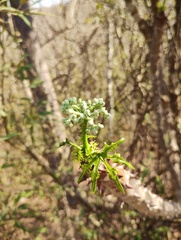(c) Carlos Domínguez-Rodríguez, some rights reserved (CC BY) Cnidoscolus megacanthus, photograph (c) Carlos Domínguez-Rodríguez, some rights reserved (CC BY)