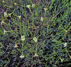 Acleisanthes parvifolia