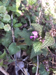 Lamium purpureum