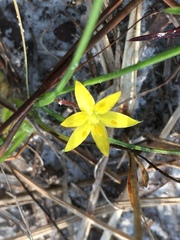 Hypoxis juncea