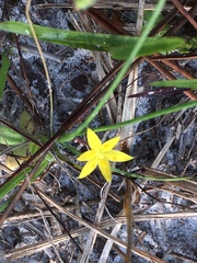 Hypoxis juncea