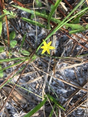 Hypoxis juncea