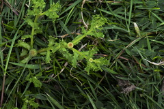 Centipeda cunninghamii