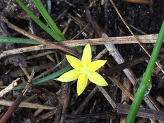 Hypoxis juncea