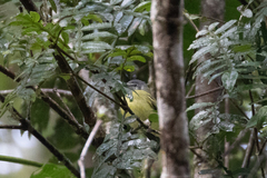 Pogonotriccus ophthalmicus