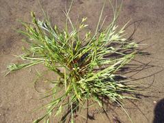 Juncus ranarius