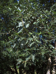 Populus laurifolia
