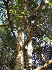Populus laurifolia