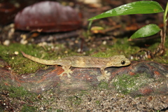 Hemiphyllodactylus titiwangsaensis