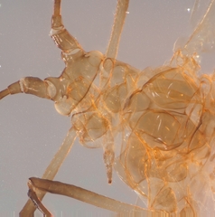 Macrosiphum salviae