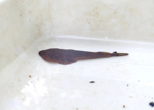 Clingfish (Gobiesox cephalus) — Gobiesocidae