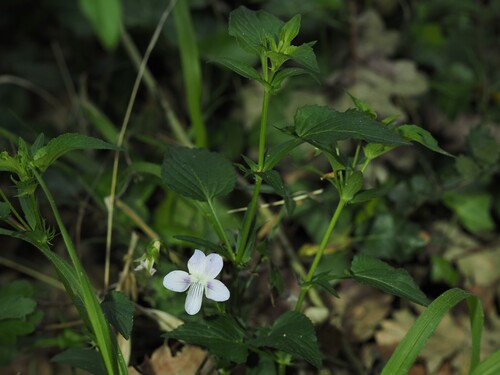 Viola jordanii