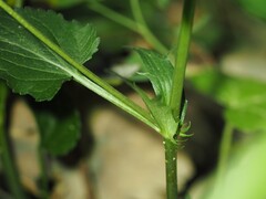 Viola jordanii, photograph (c) Louis Aureglia, some rights reserved (CC BY)