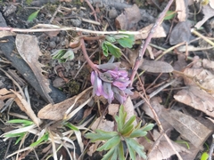Corydalis solida