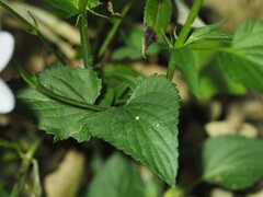Viola jordanii, photograph (c) Louis Aureglia, some rights reserved (CC BY)