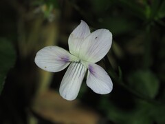 Viola jordanii, photograph (c) Louis Aureglia, some rights reserved (CC BY)