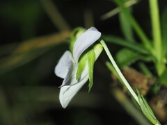 Viola jordanii, photograph (c) Louis Aureglia, some rights reserved (CC BY)