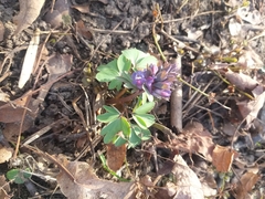 Corydalis solida